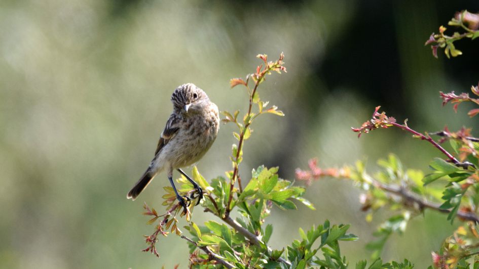 Kan dit een boompieper zijn ?
